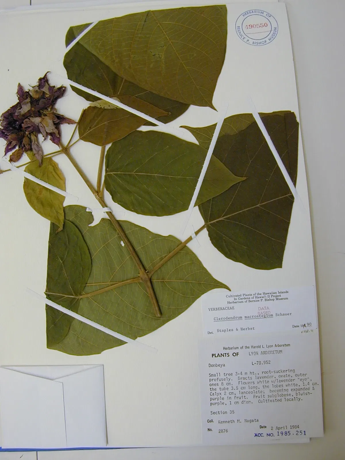 Lyon Arboretum and Botanical Garden