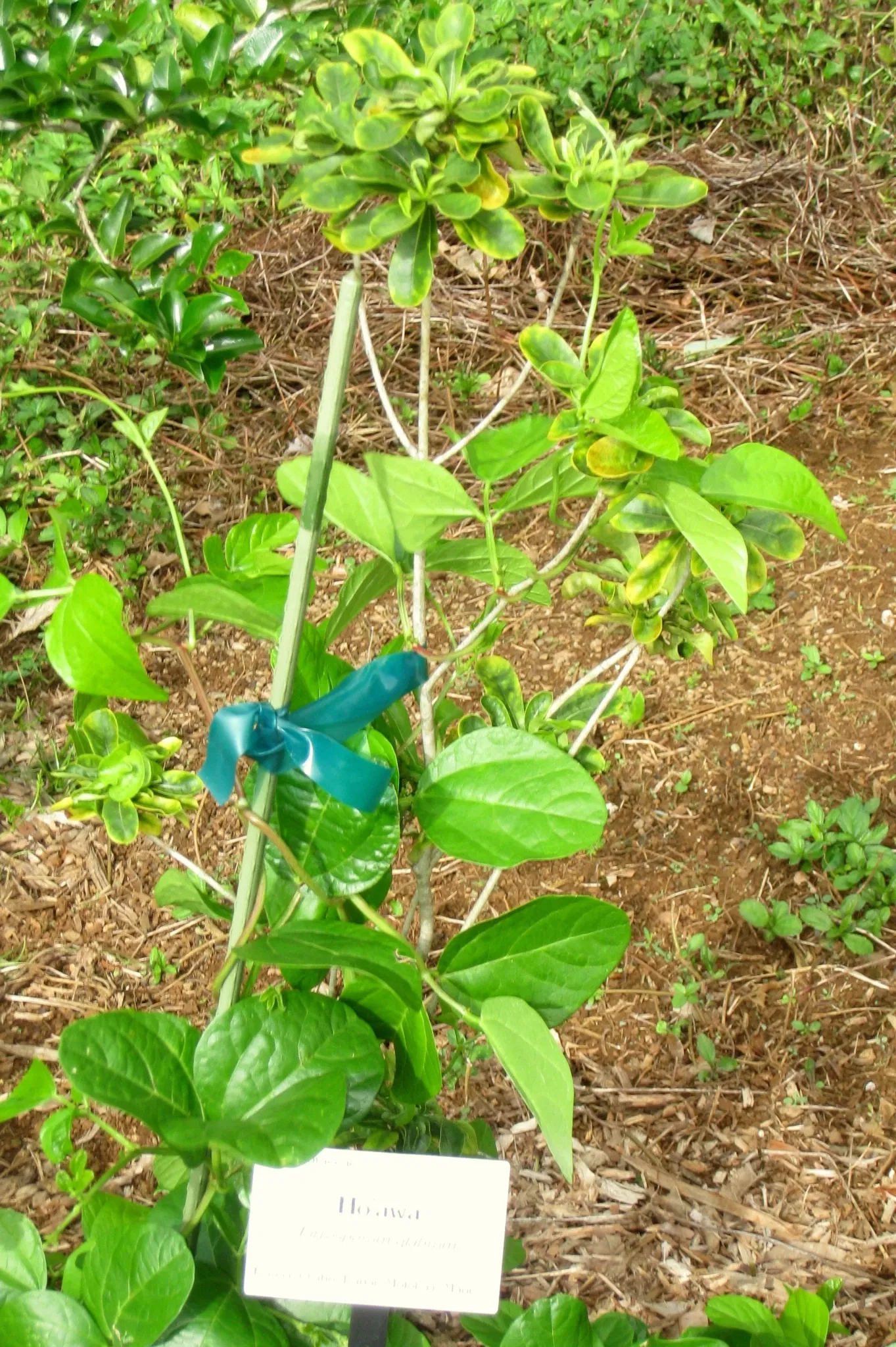 Lyon Arboretum and Botanical Garden