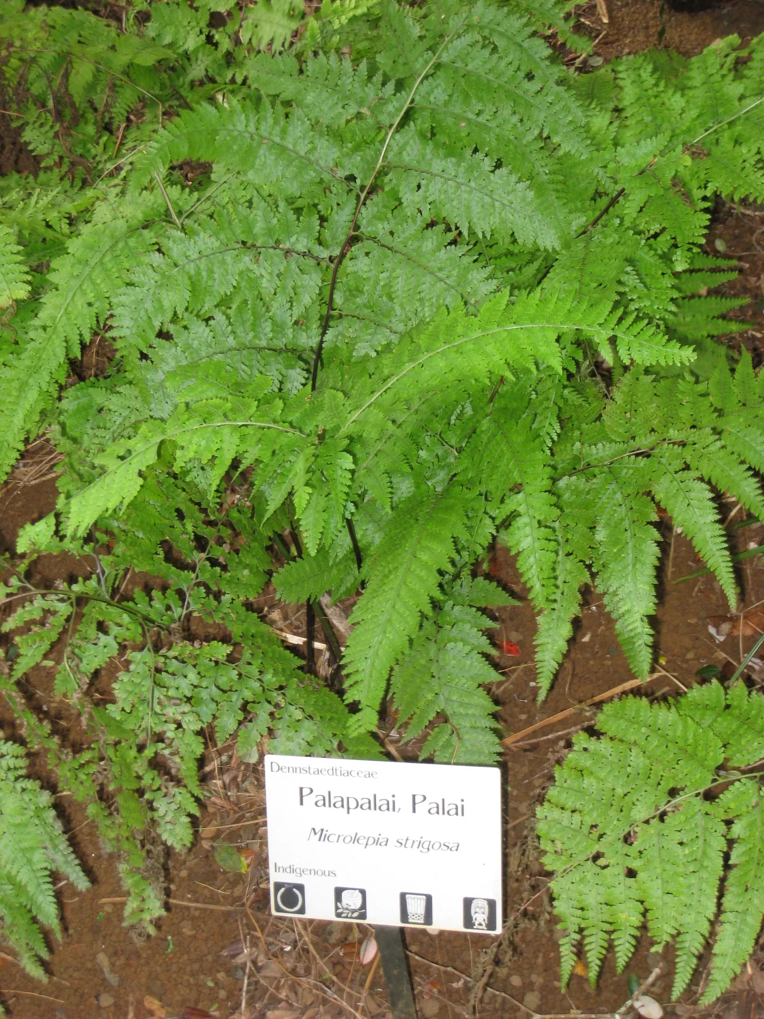 Lyon Arboretum and Botanical Garden