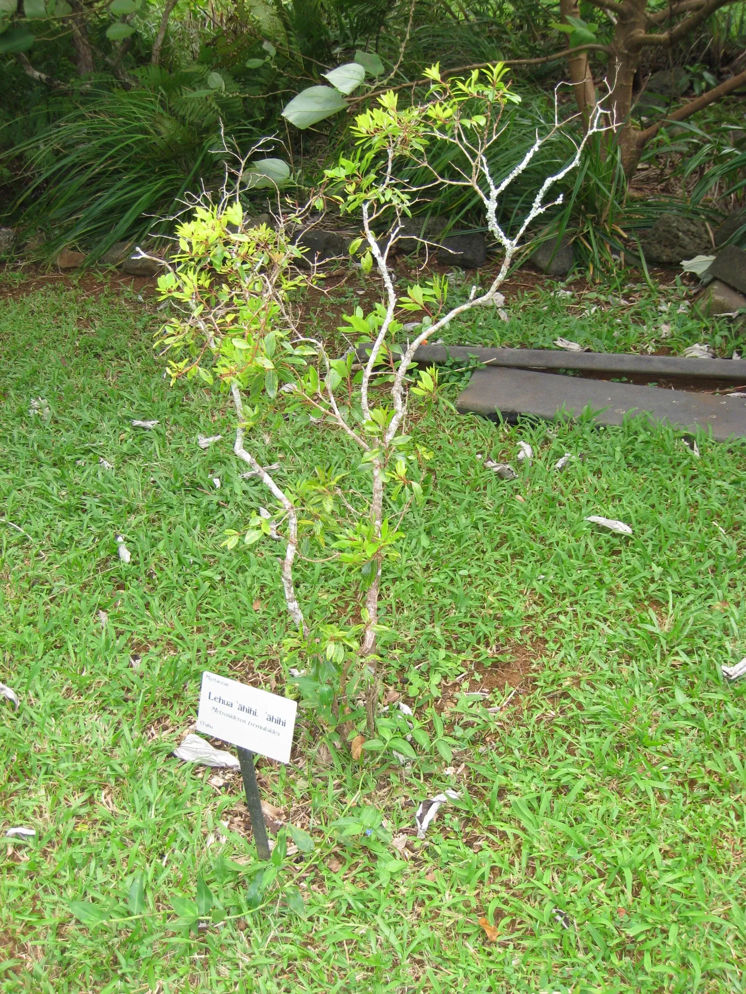 Lyon Arboretum and Botanical Garden