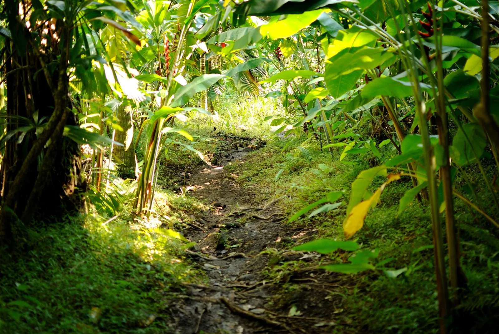 Lyon Arboretum and Botanical Garden