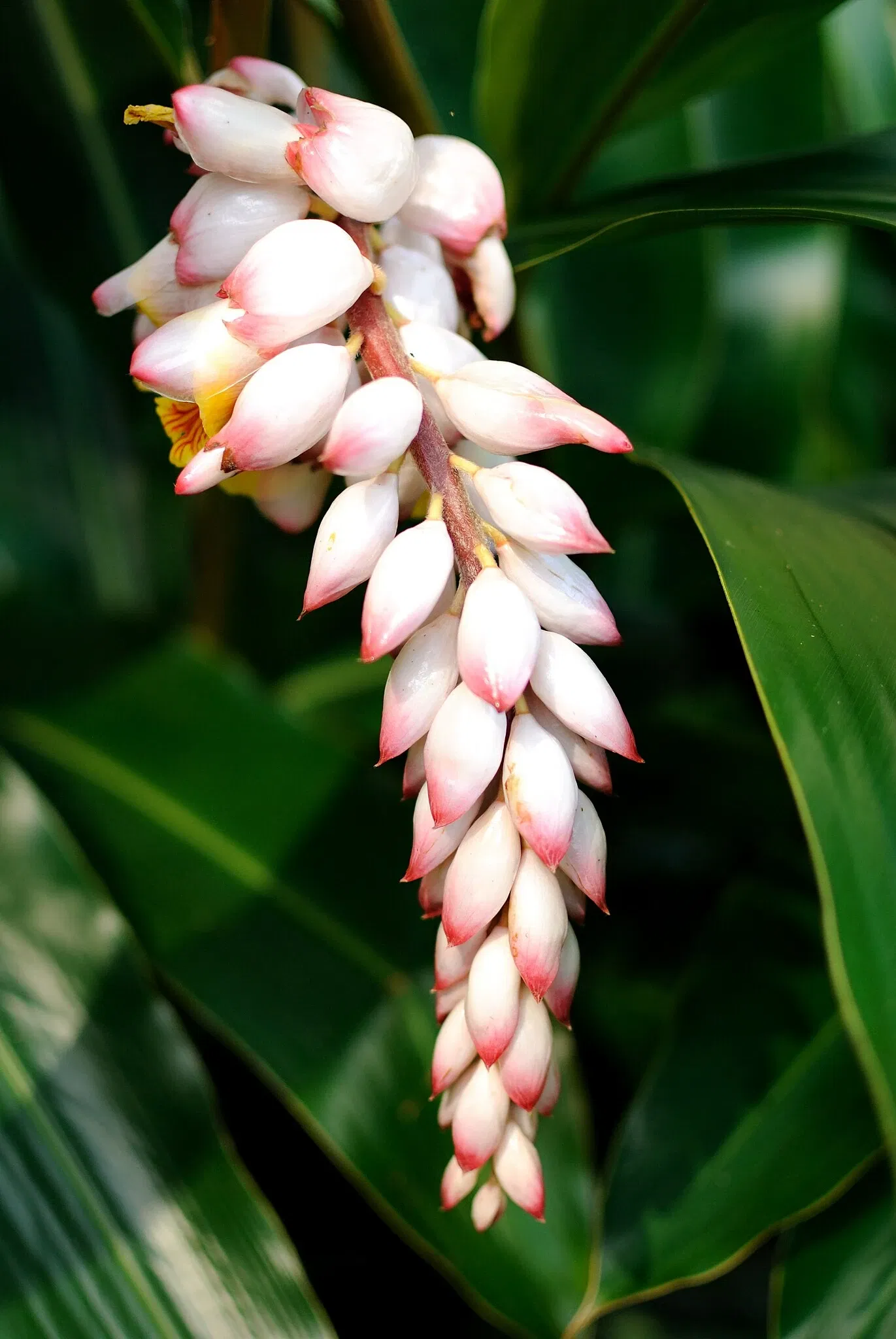 Lyon Arboretum and Botanical Garden