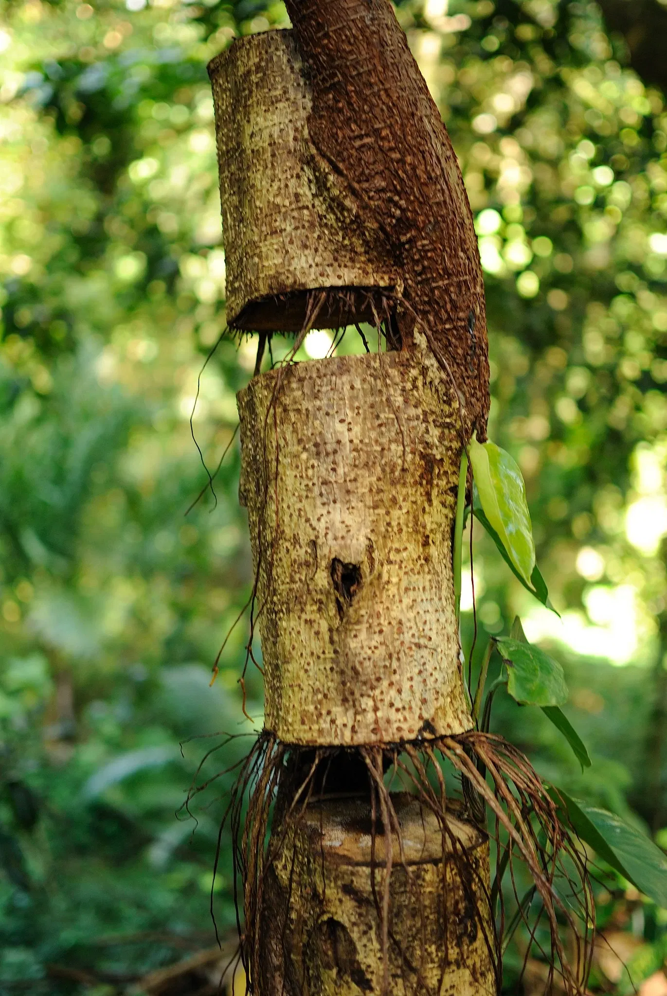 Lyon Arboretum and Botanical Garden