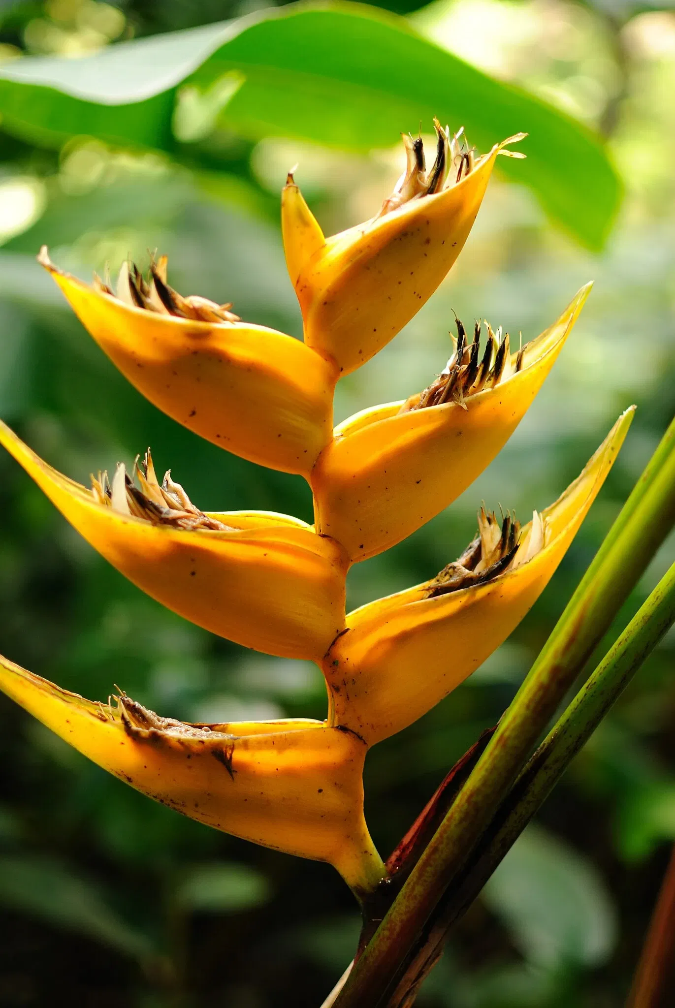 Lyon Arboretum and Botanical Garden