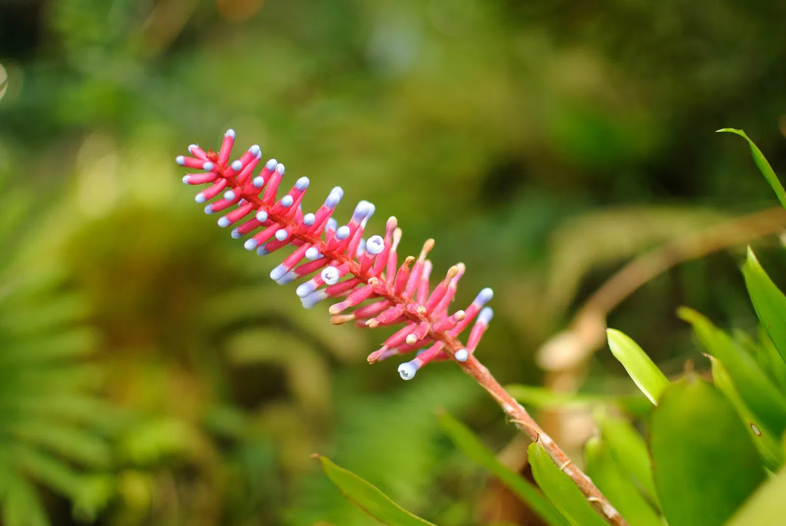 Lyon Arboretum and Botanical Garden