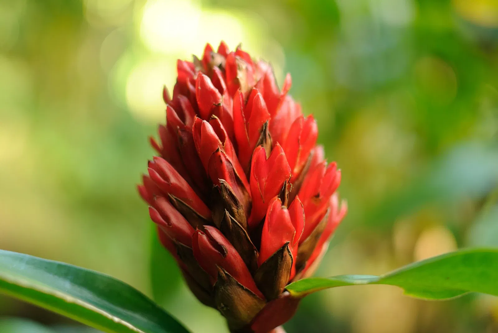 Lyon Arboretum and Botanical Garden