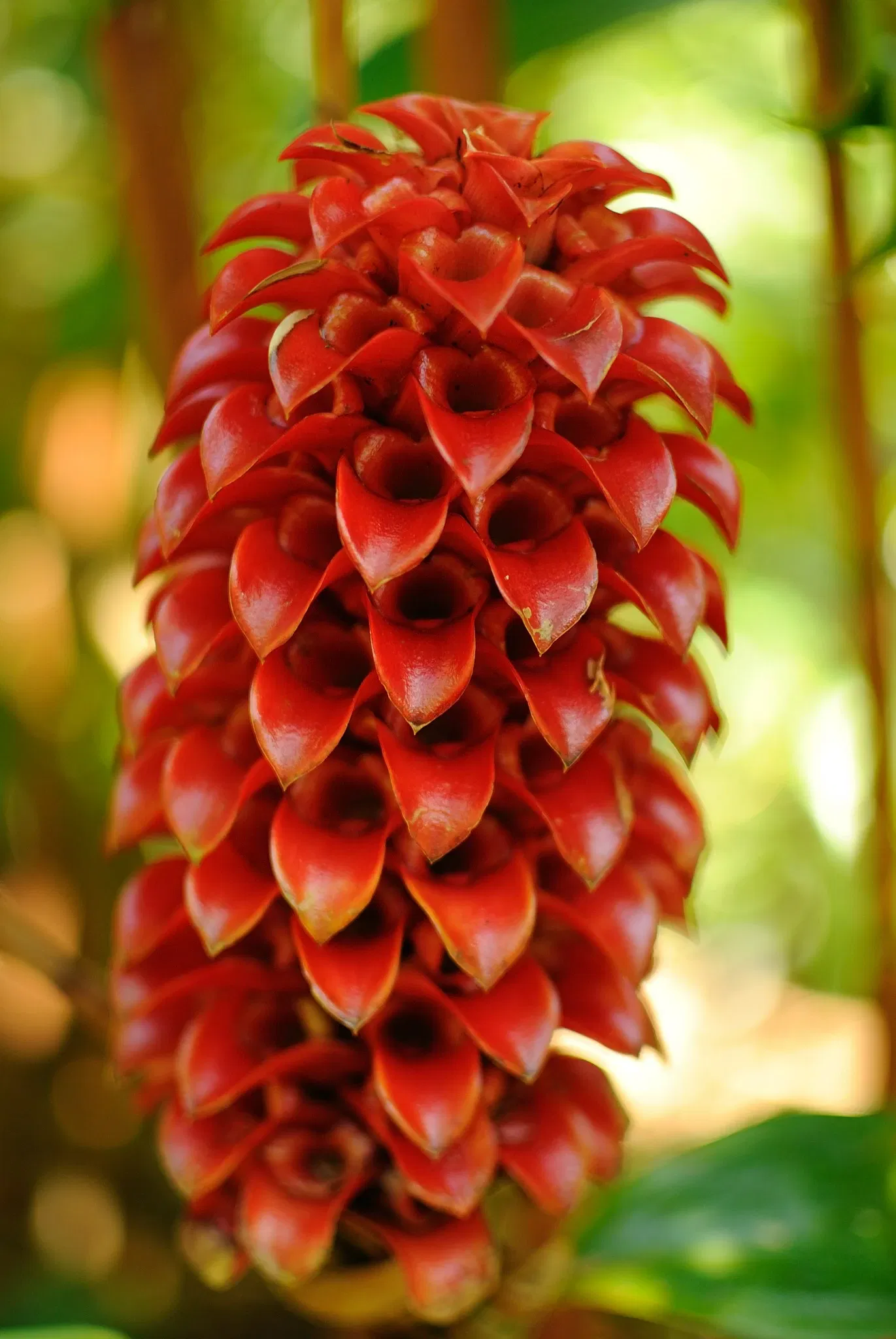 Lyon Arboretum and Botanical Garden