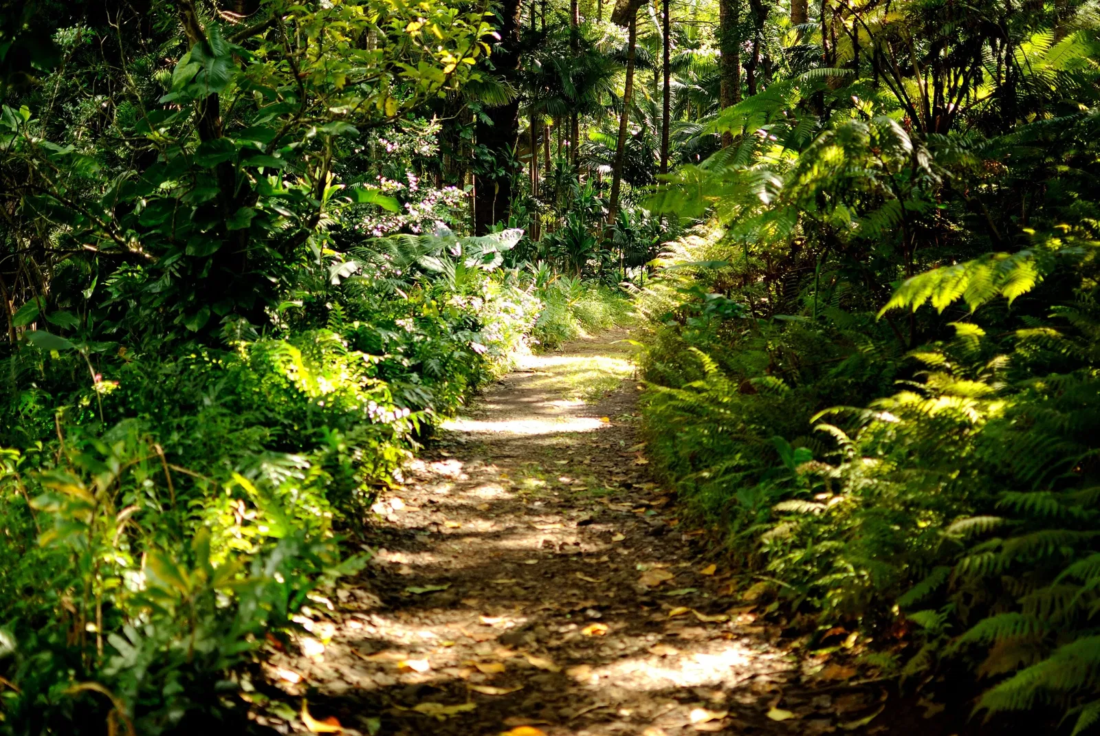 Lyon Arboretum and Botanical Garden