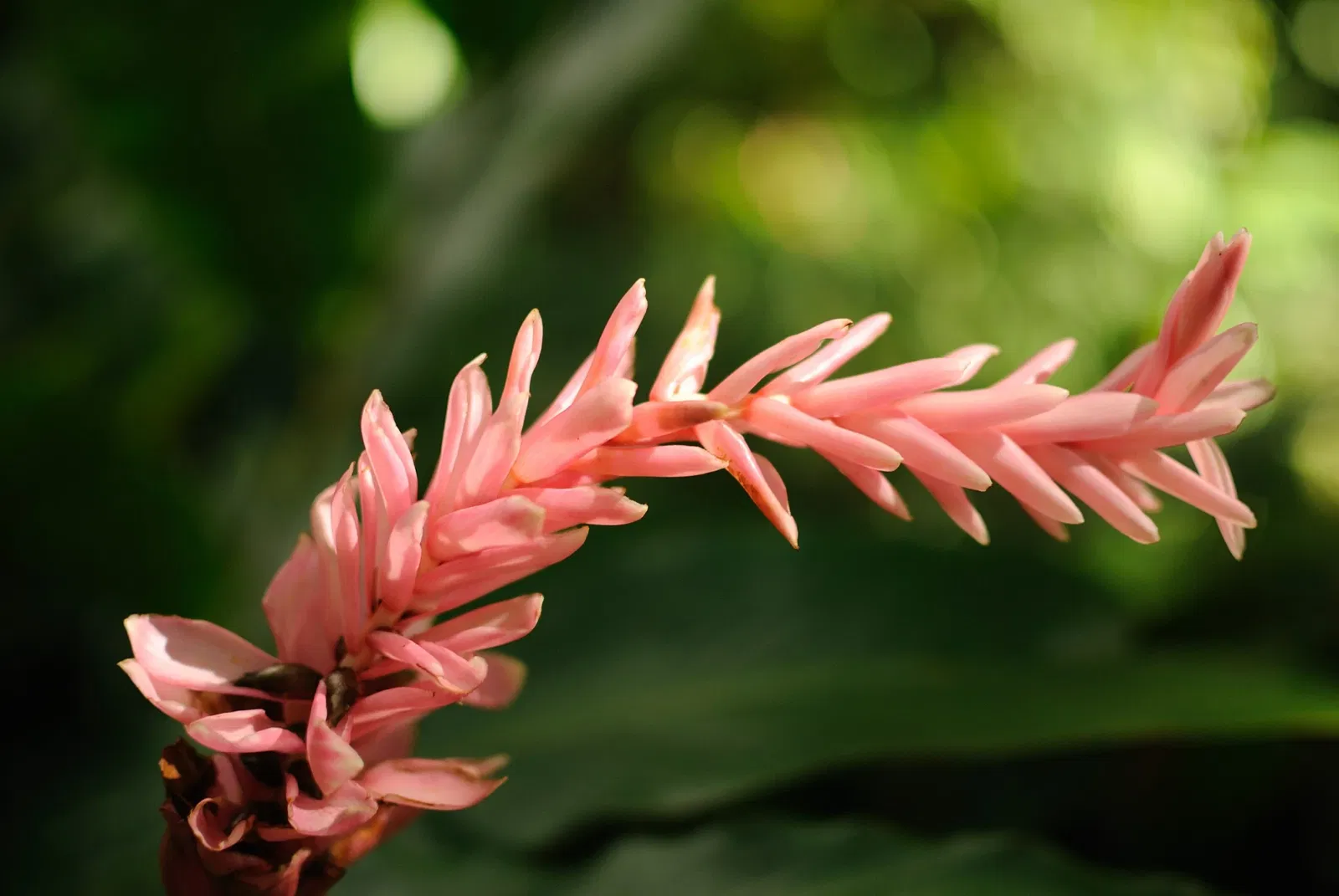 Lyon Arboretum and Botanical Garden