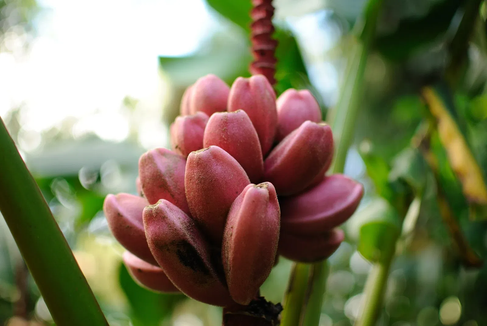 Lyon Arboretum and Botanical Garden