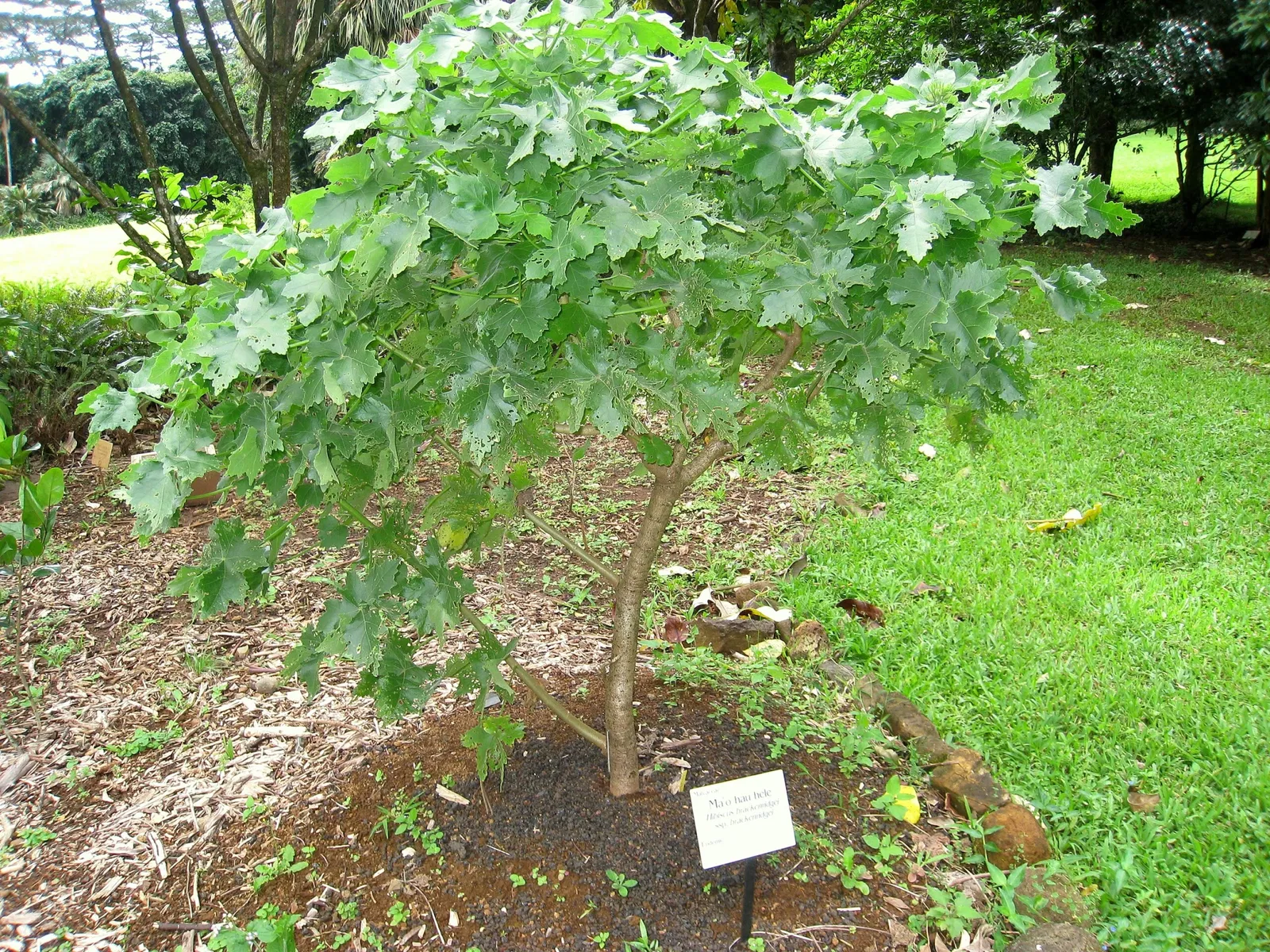 Lyon Arboretum and Botanical Garden