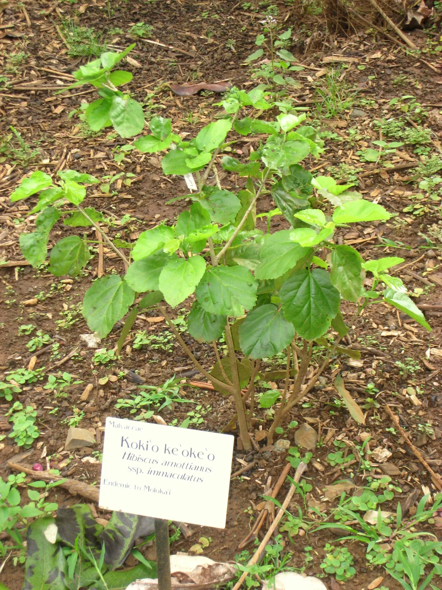 Lyon Arboretum and Botanical Garden