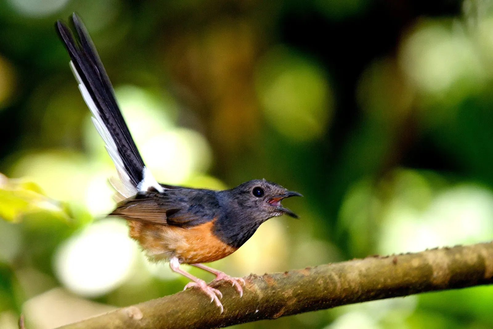 Lyon Arboretum and Botanical Garden