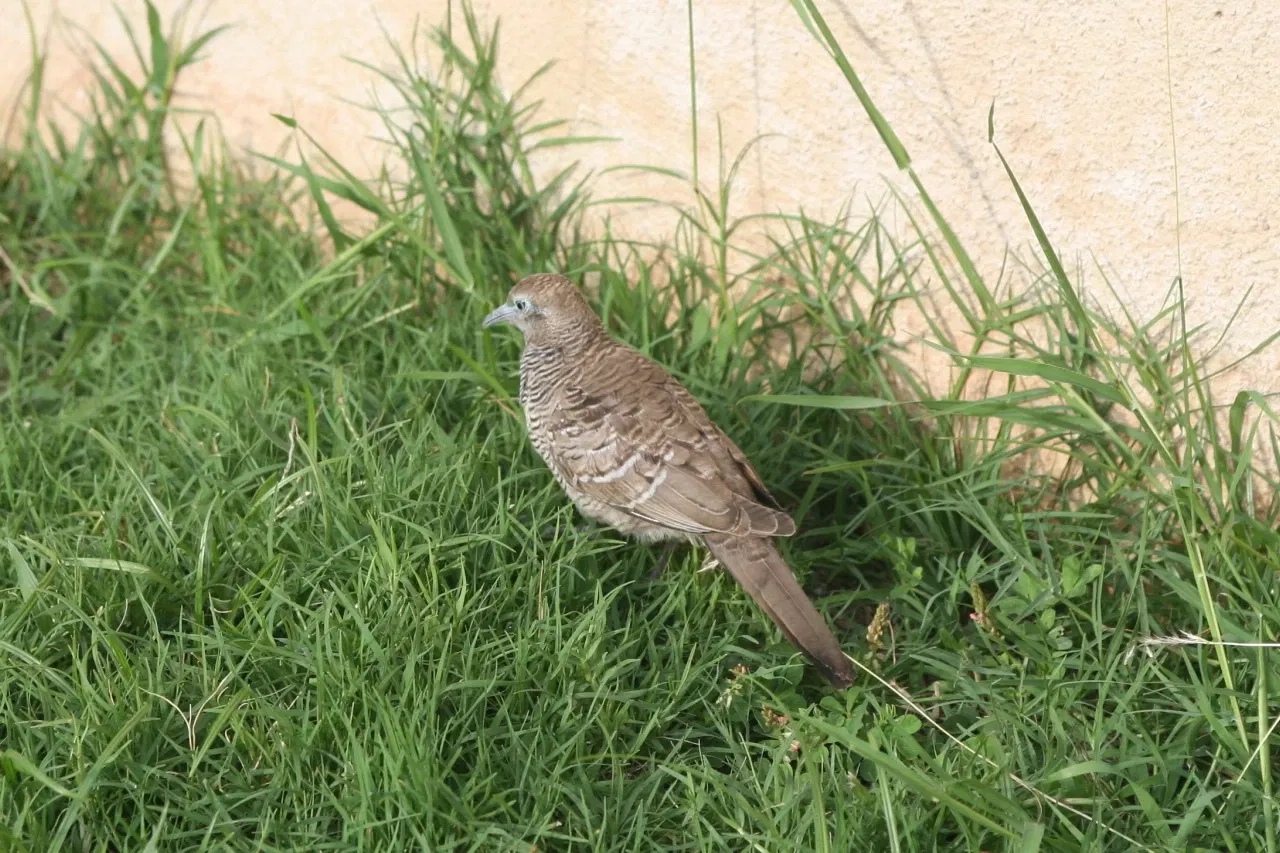 King Kamehameha V Judiciary History Center