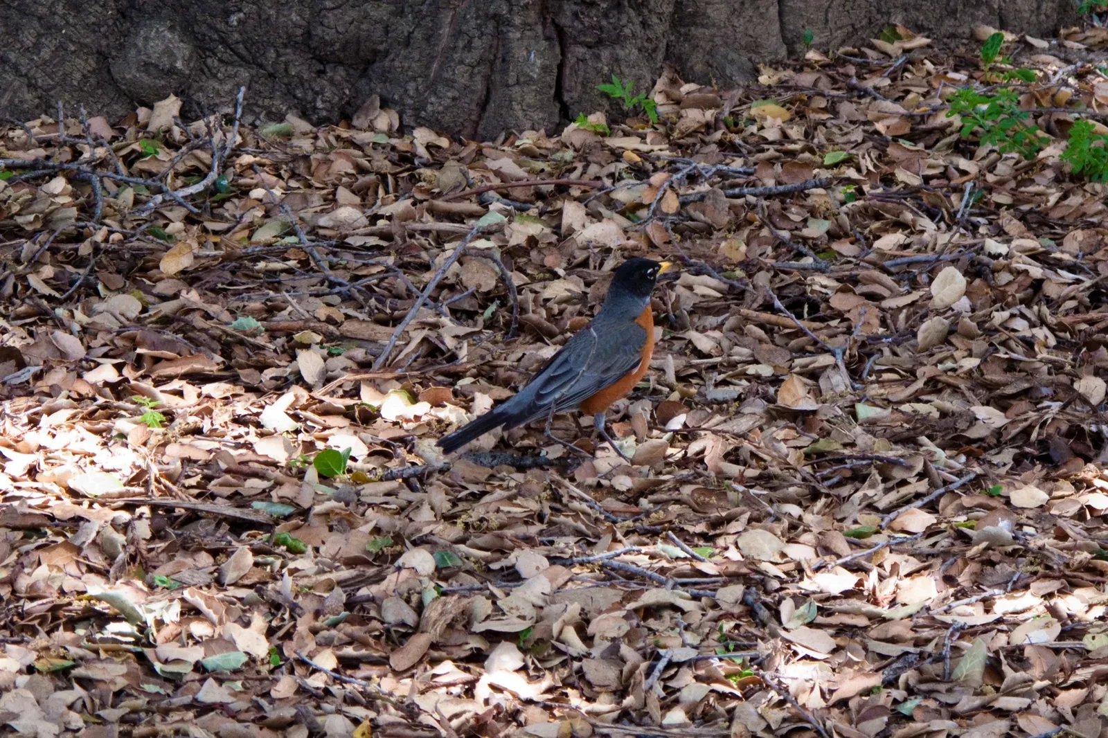 History Park at Kelley Park