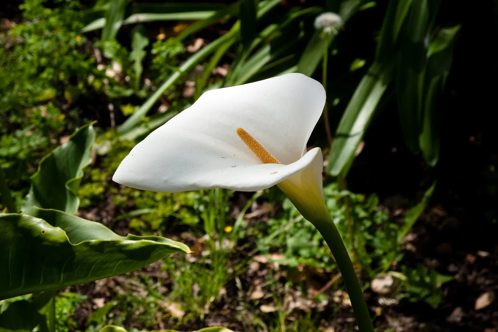 History Park at Kelley Park