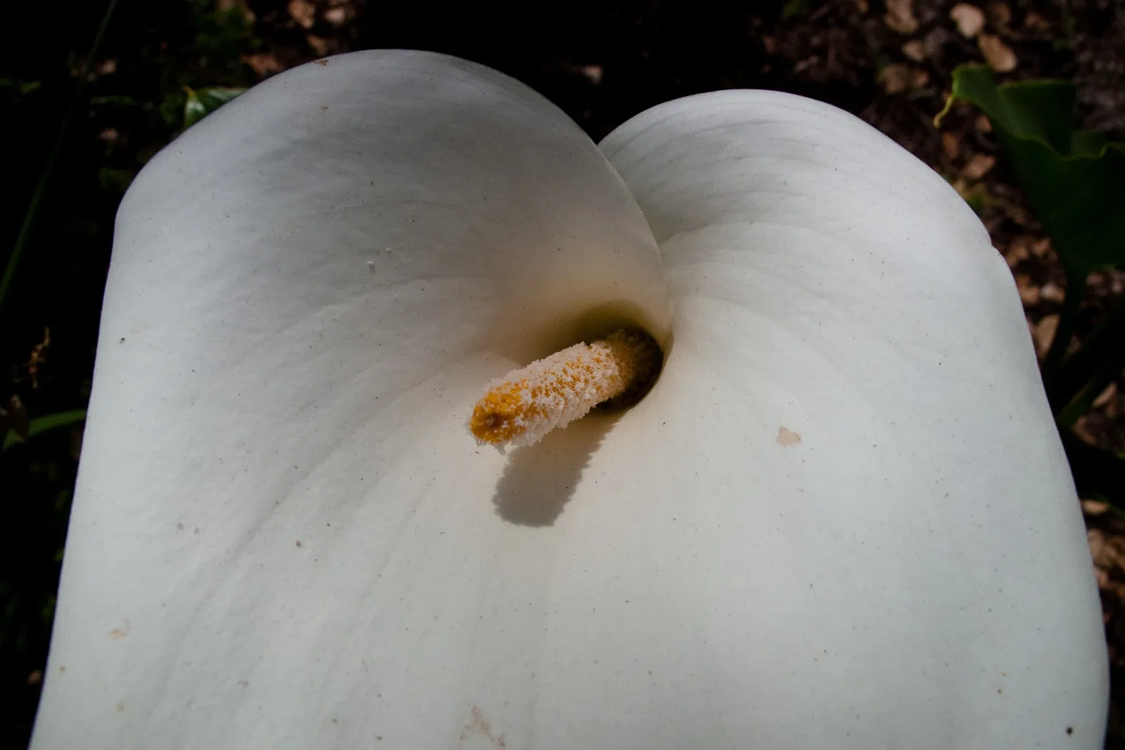 History Park at Kelley Park