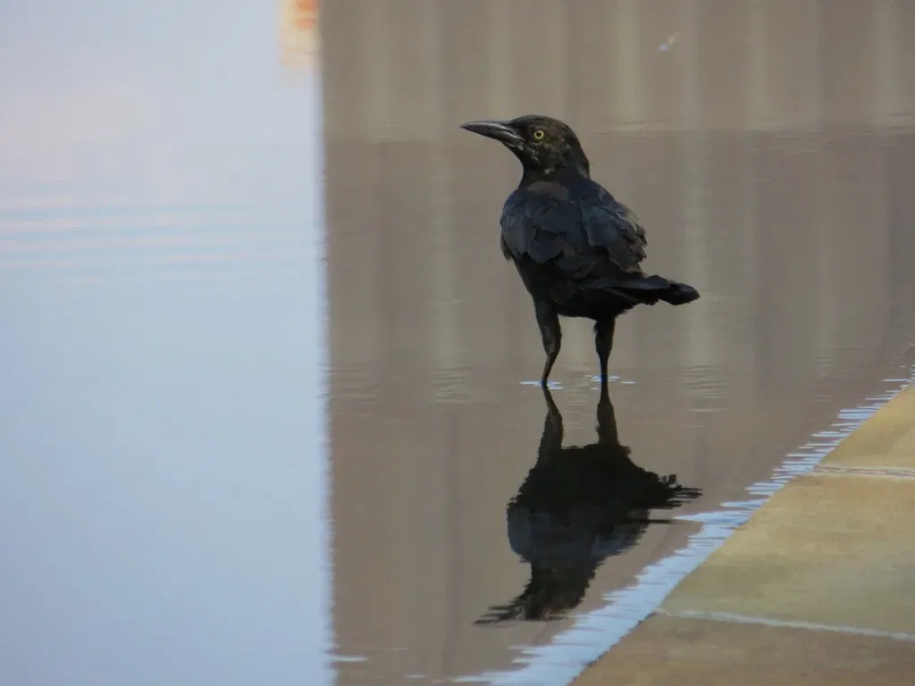 Mémorial national d'Oklahoma City