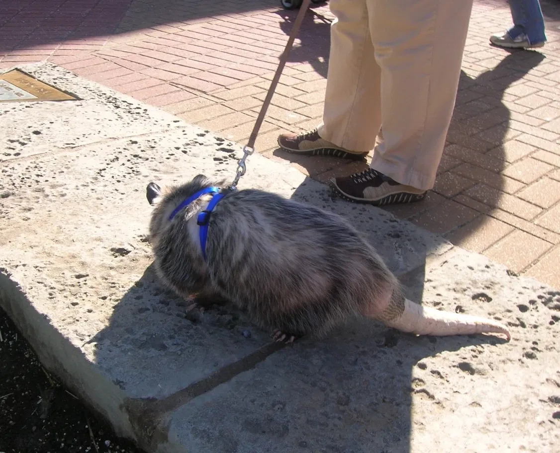 Zoológico de Memphis