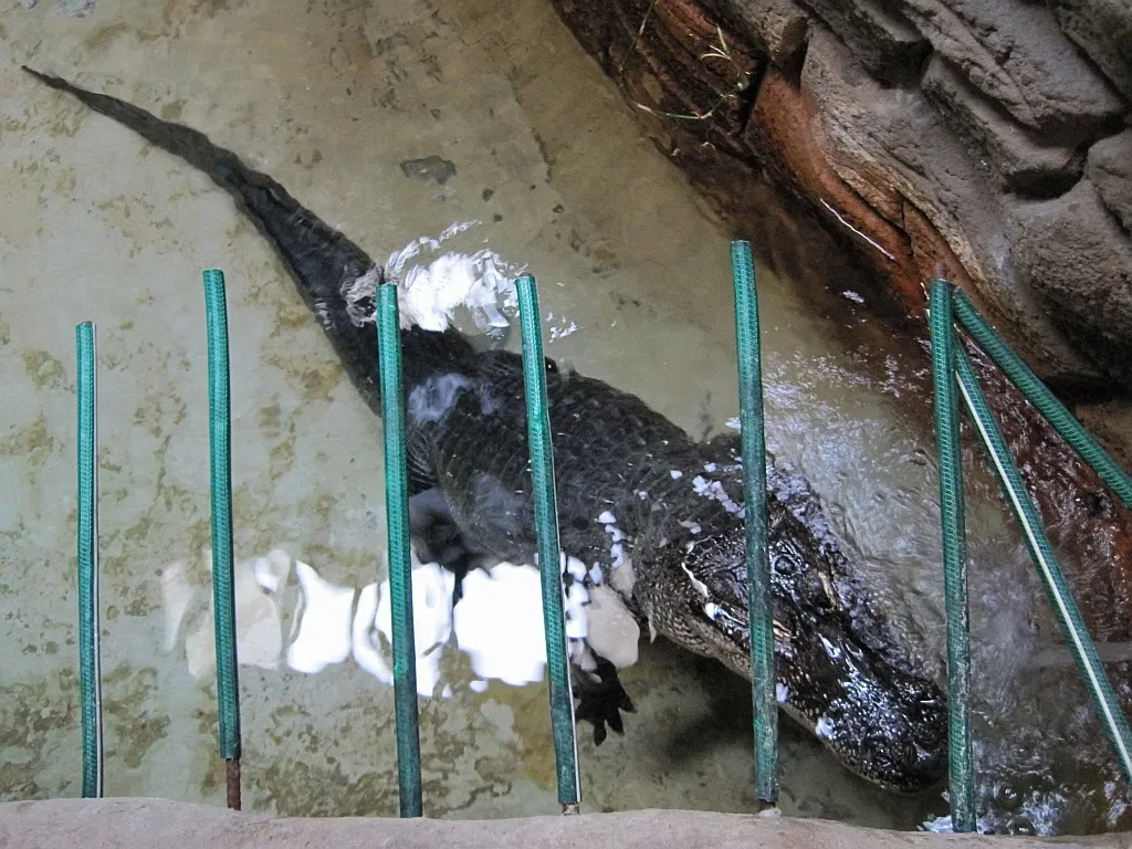 Zoológico de Memphis