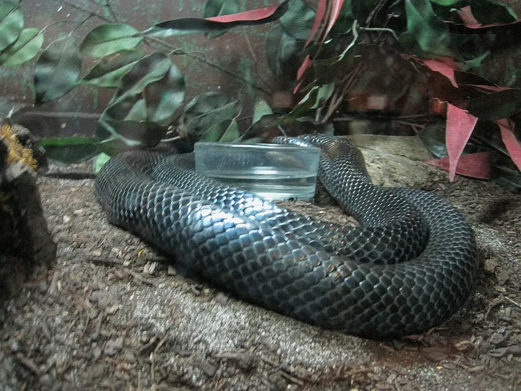 Zoológico de Memphis