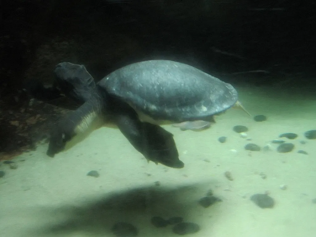 Zoológico de Memphis