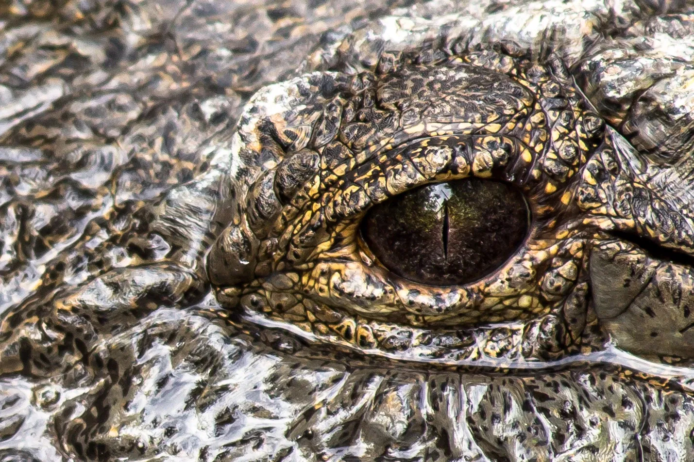 Zoológico de Memphis