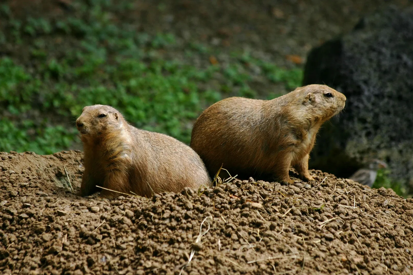 Zoológico de Memphis