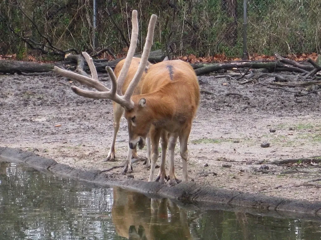 Zoológico de Memphis