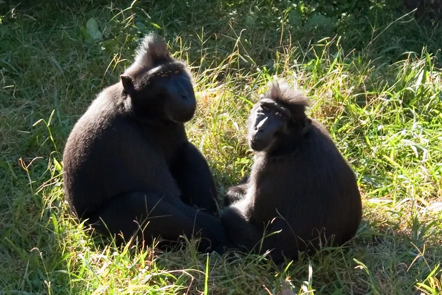 Zoológico de Memphis