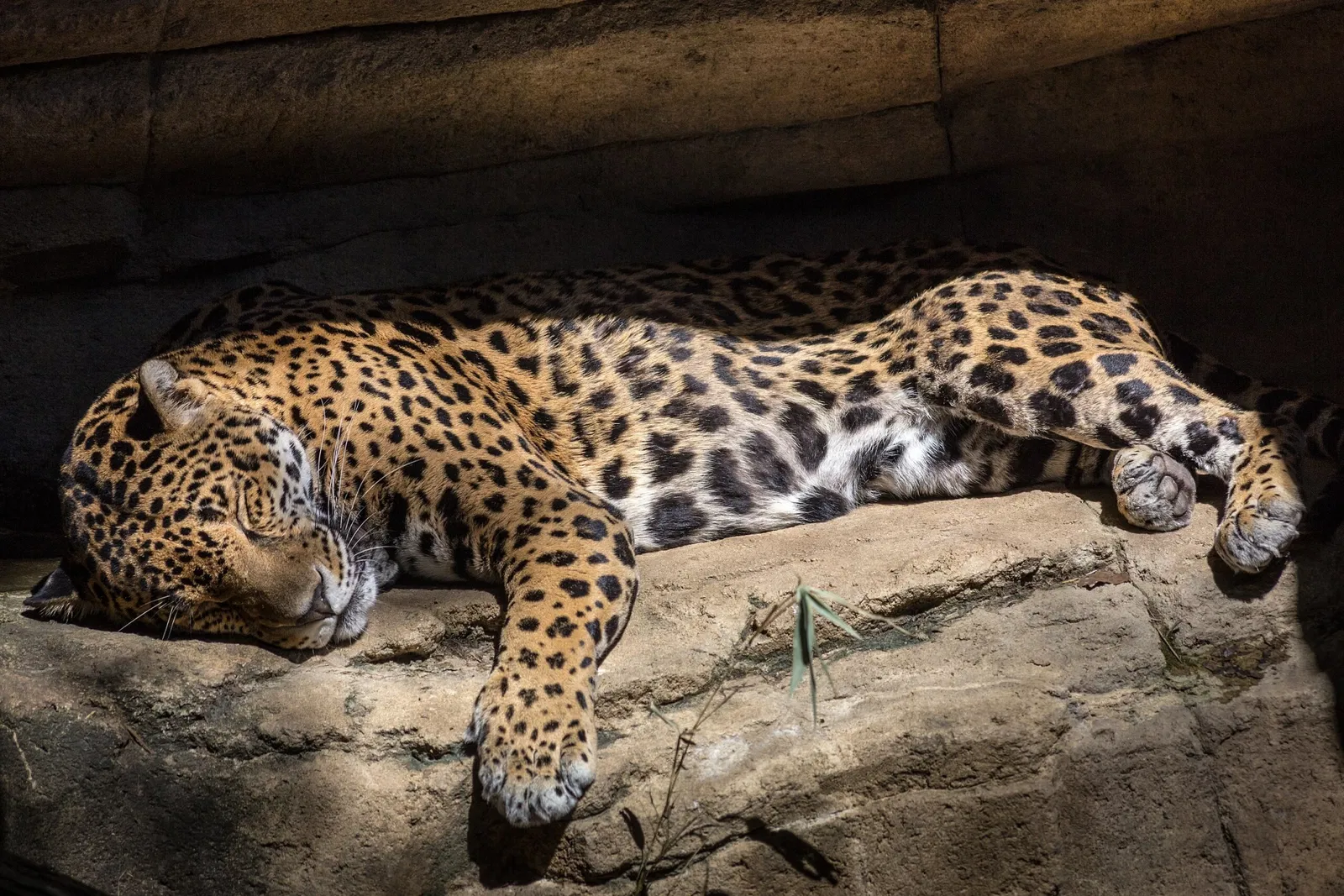 Zoológico de Memphis
