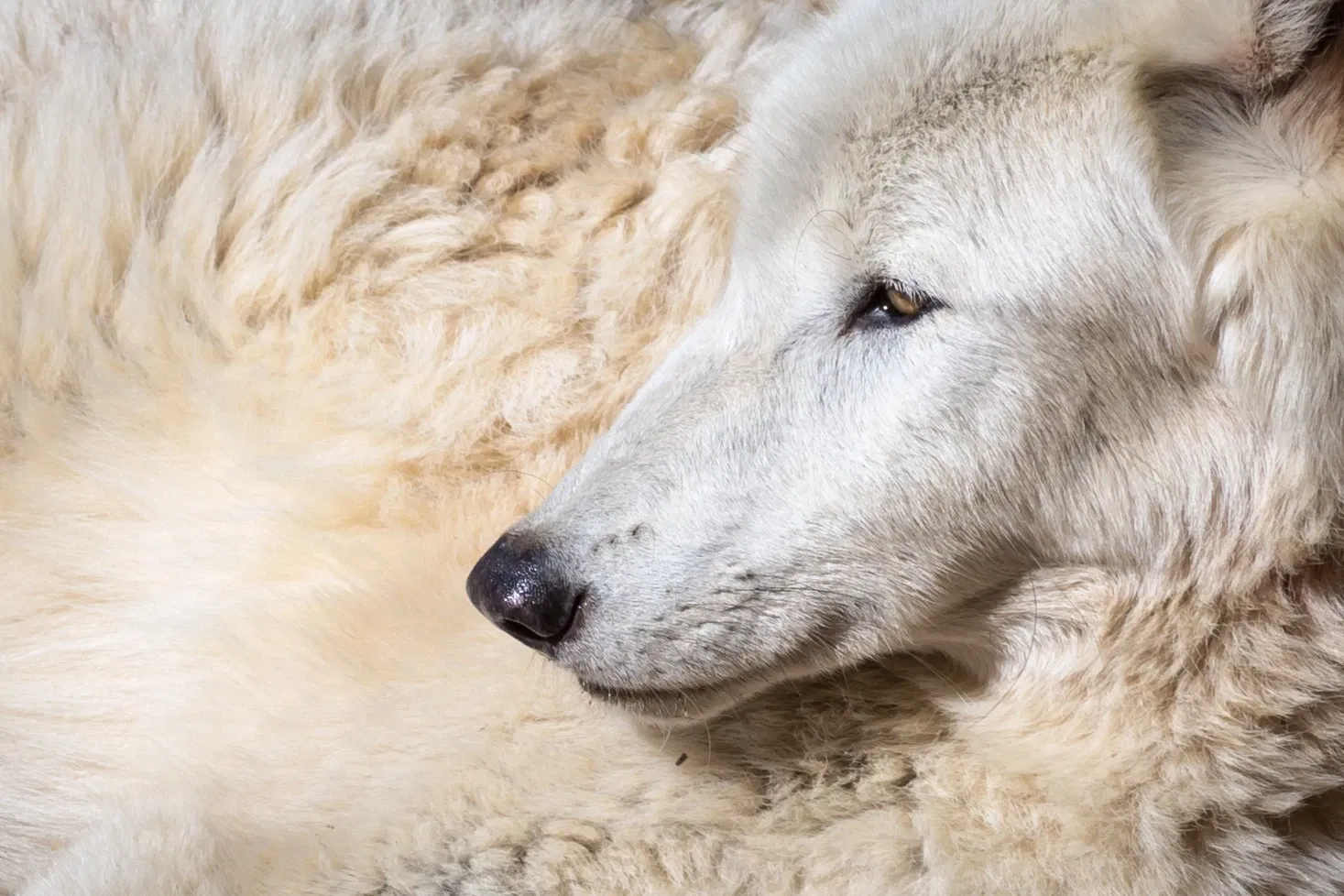 Zoológico de Memphis