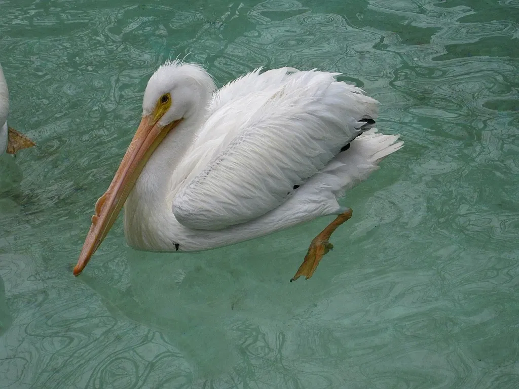 Zoológico de Memphis