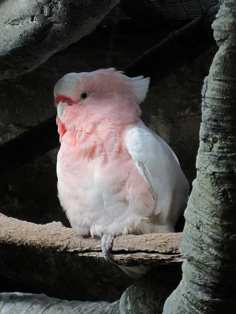 Zoológico de Memphis