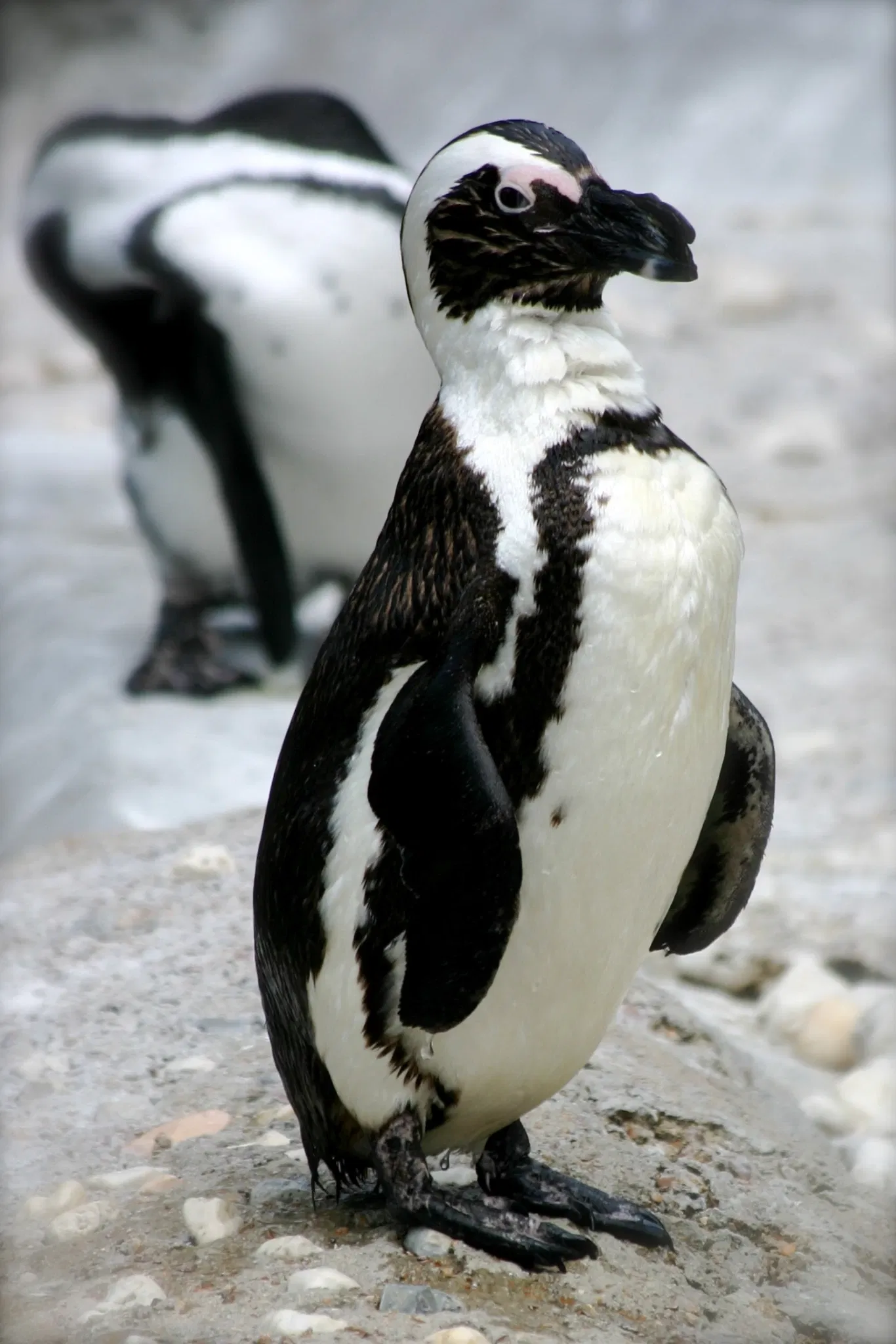Zoológico de Memphis