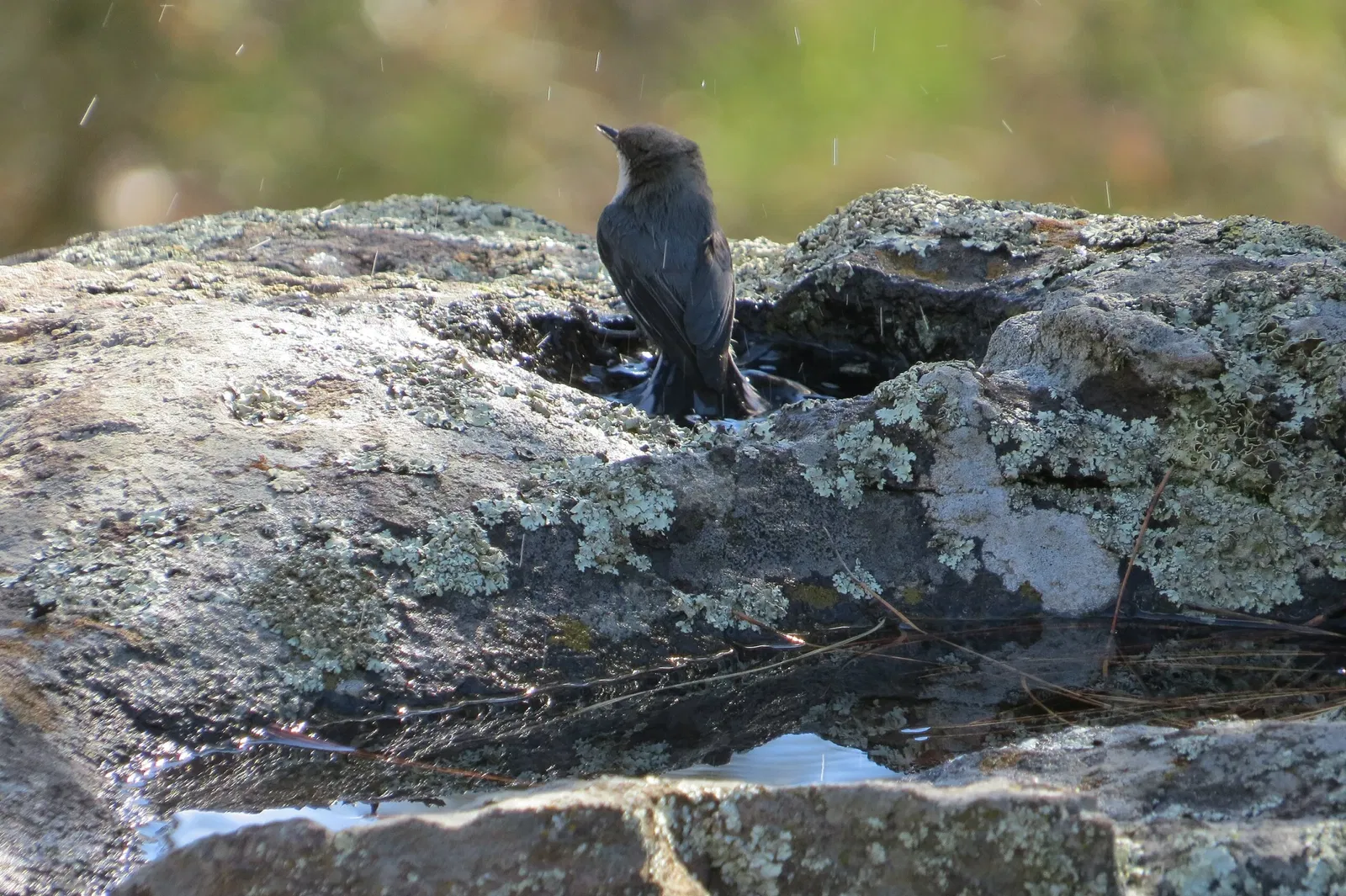 Museum of Northern Arizona Flagstaff