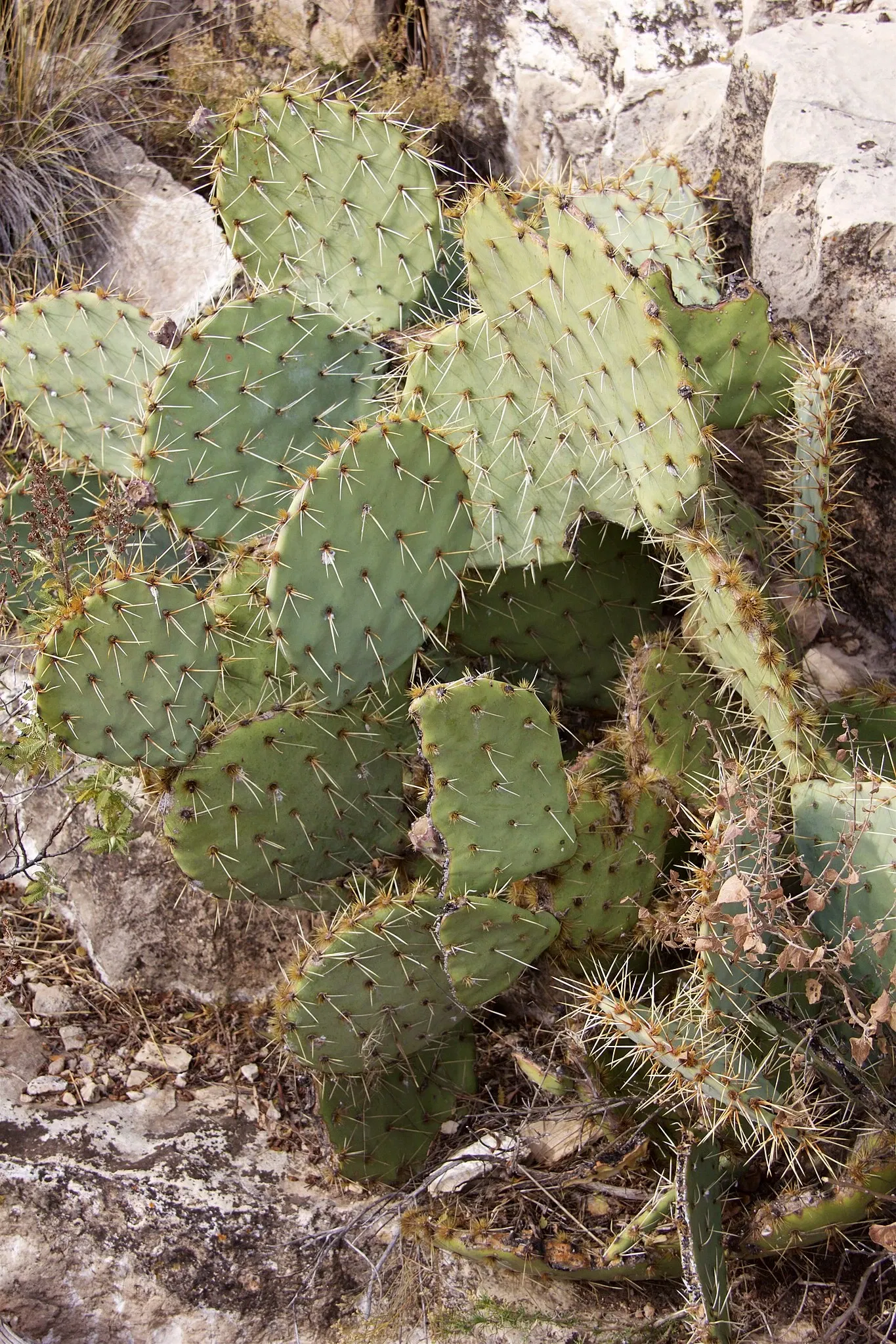 Walnut Canyon National Monument