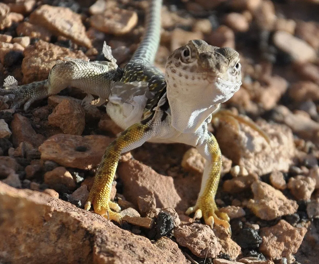 Monumento nacional Wupatki