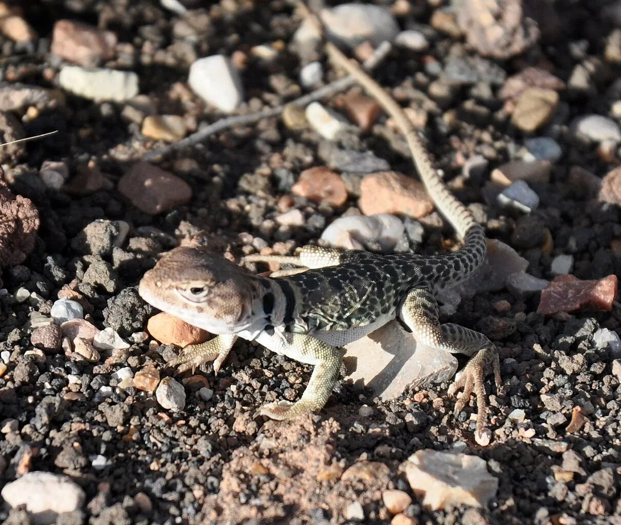 Wupatki National Monument