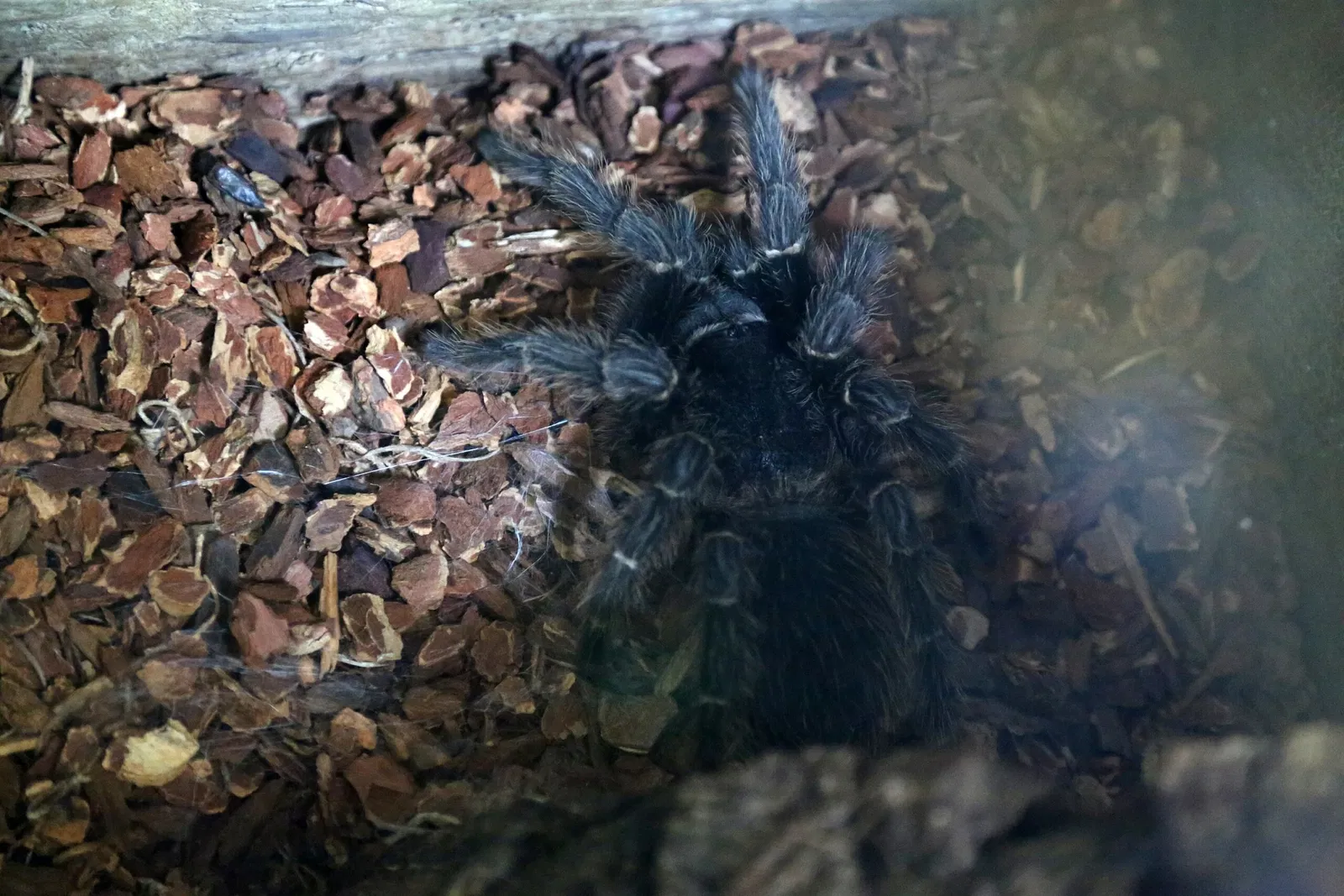 Zoológico de Búfalo