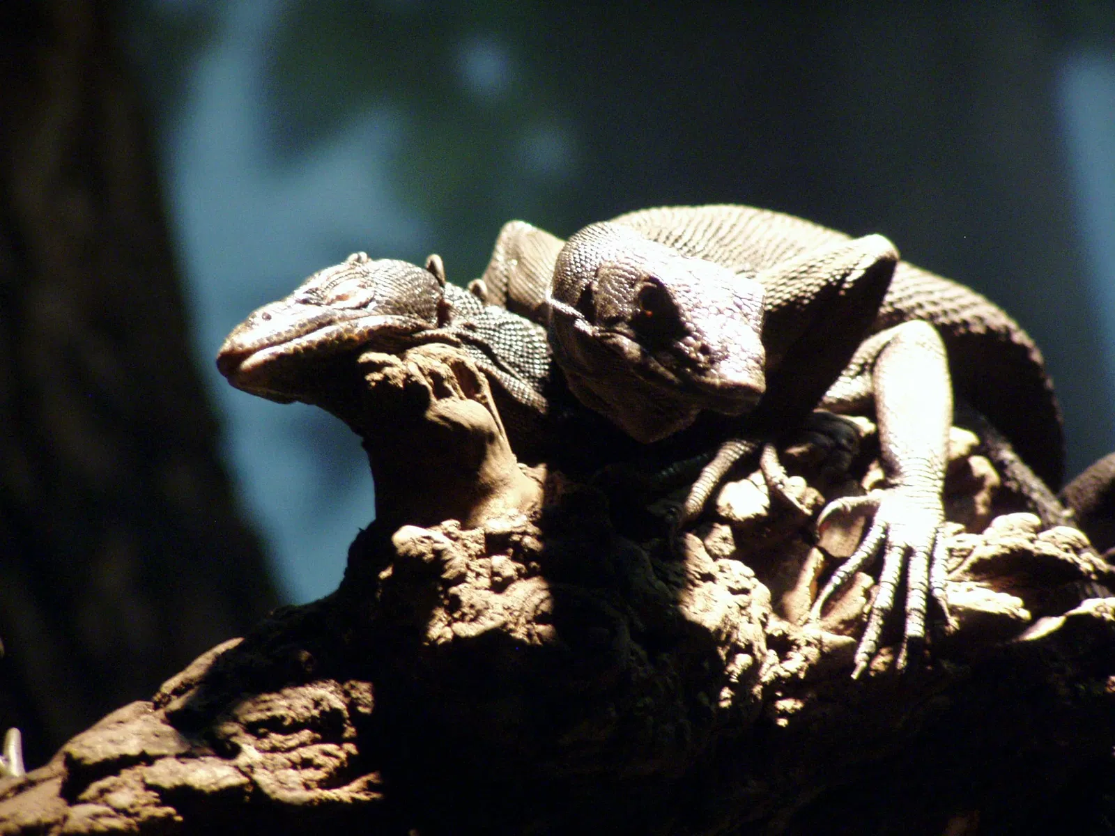 Zoológico de Búfalo