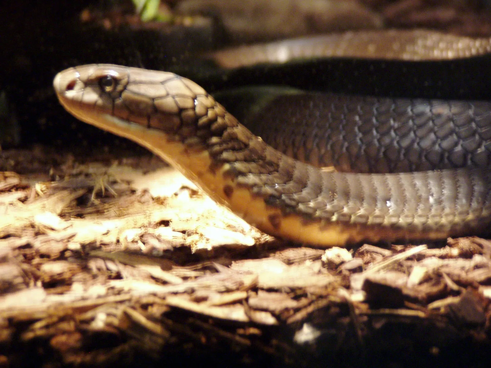 Zoológico de Búfalo