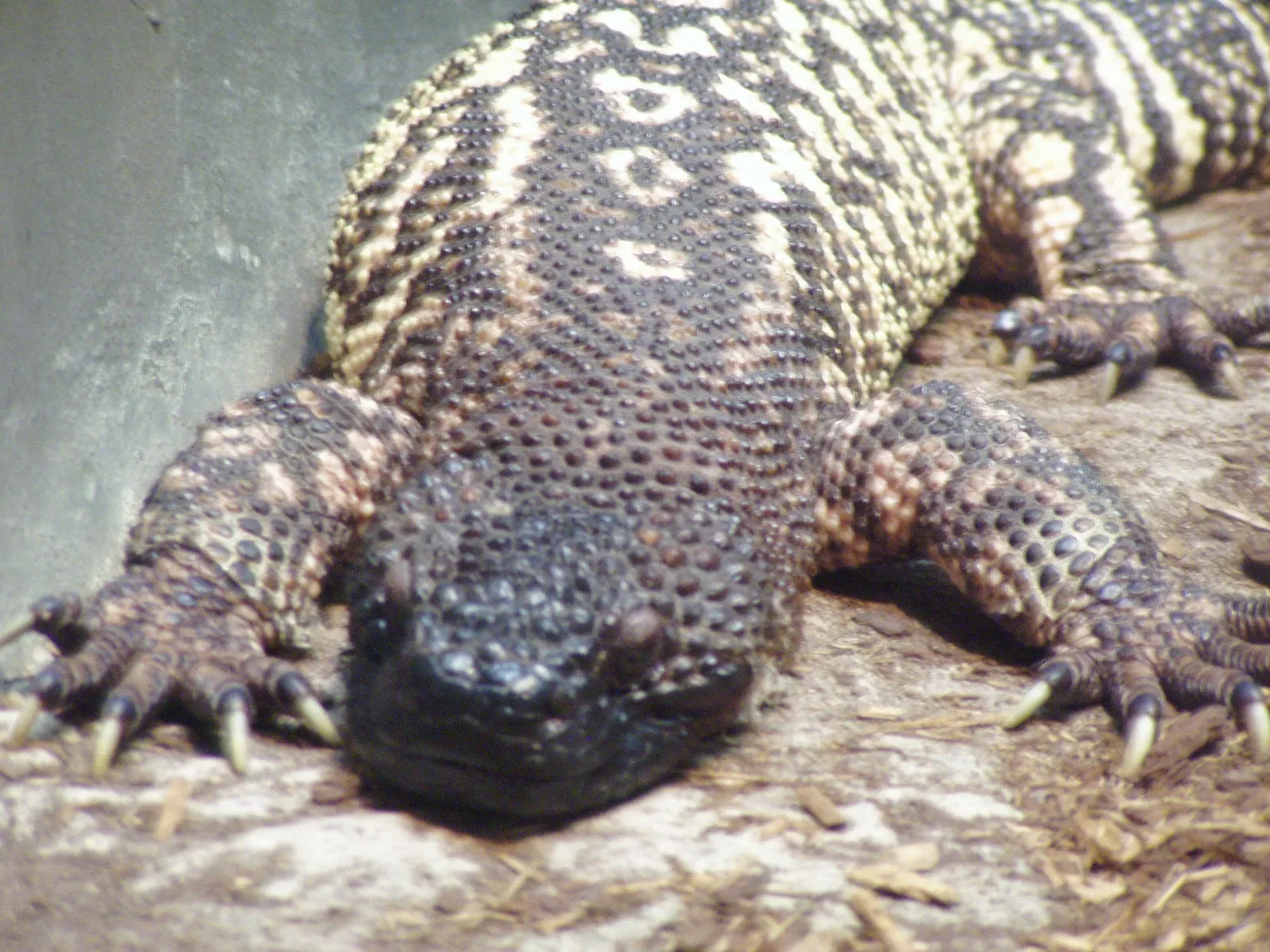 Zoológico de Búfalo