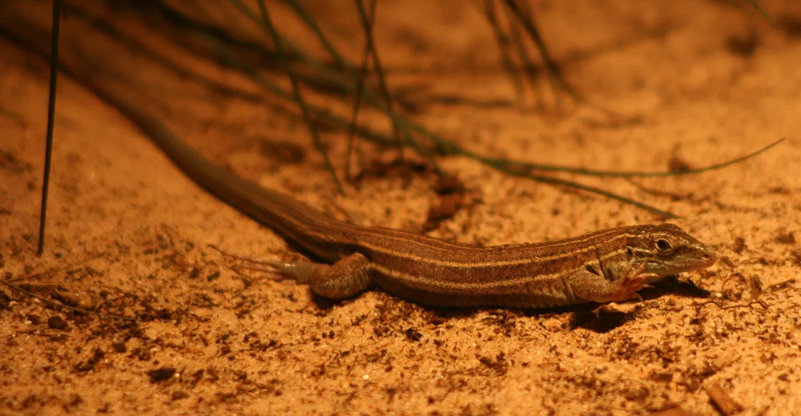 Zoológico de Búfalo