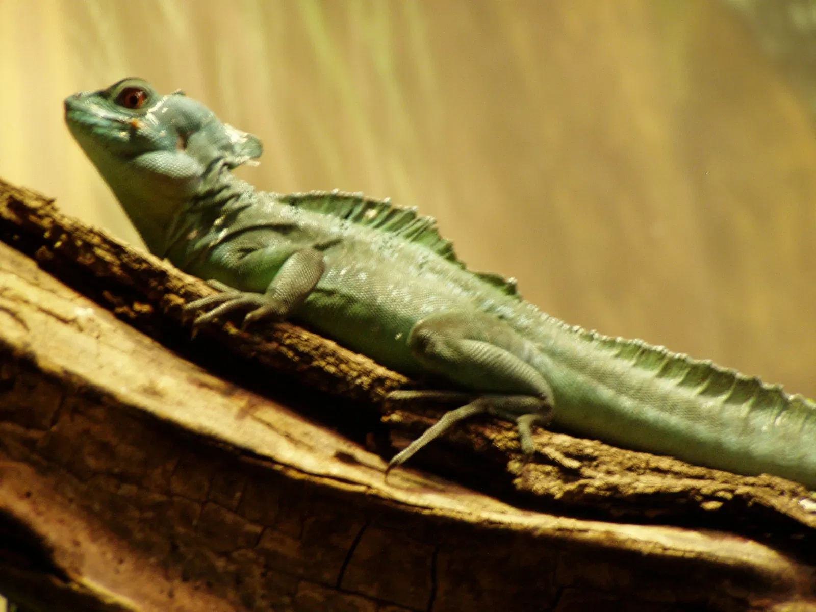 Zoológico de Búfalo