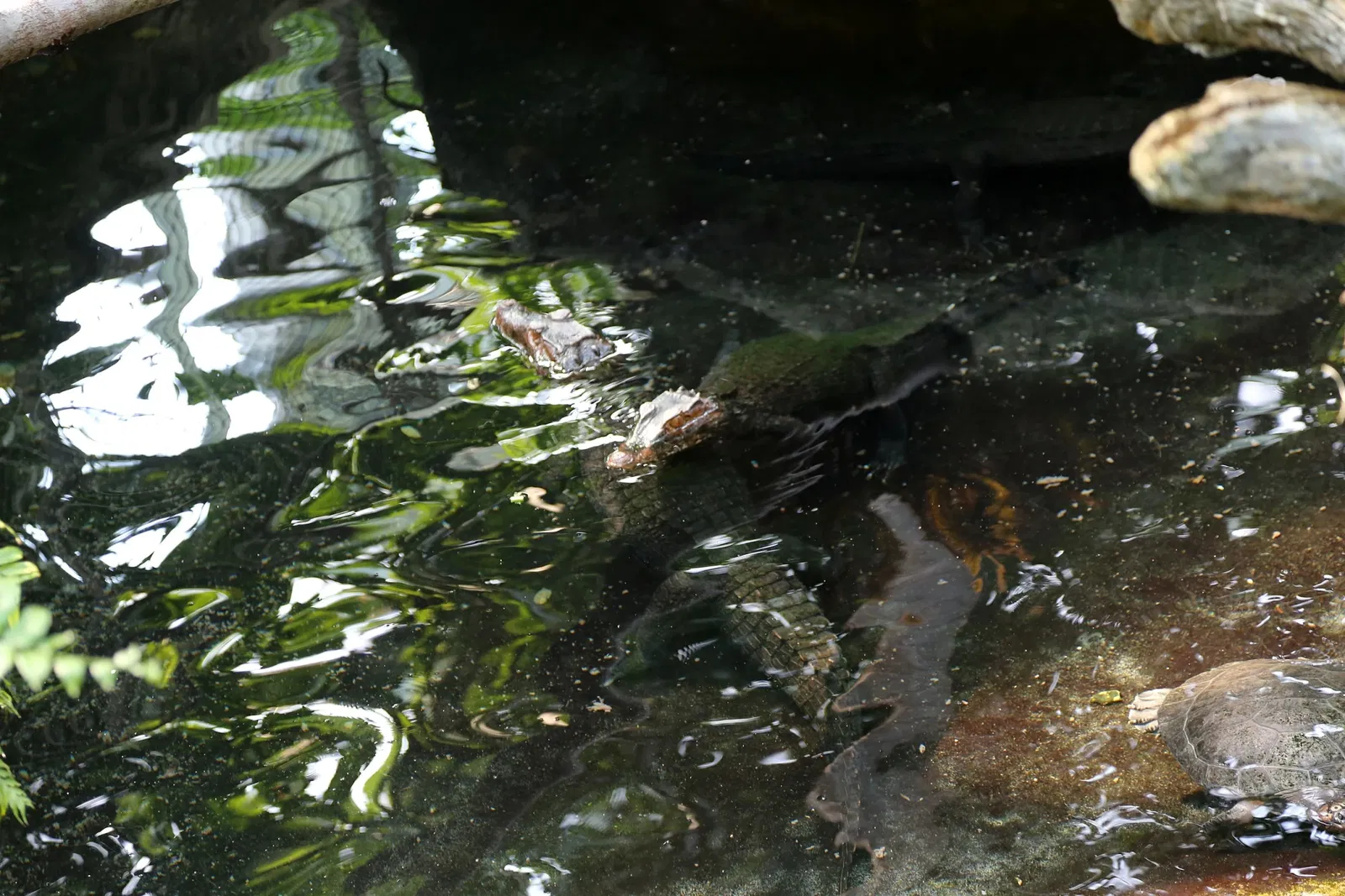 Zoológico de Búfalo