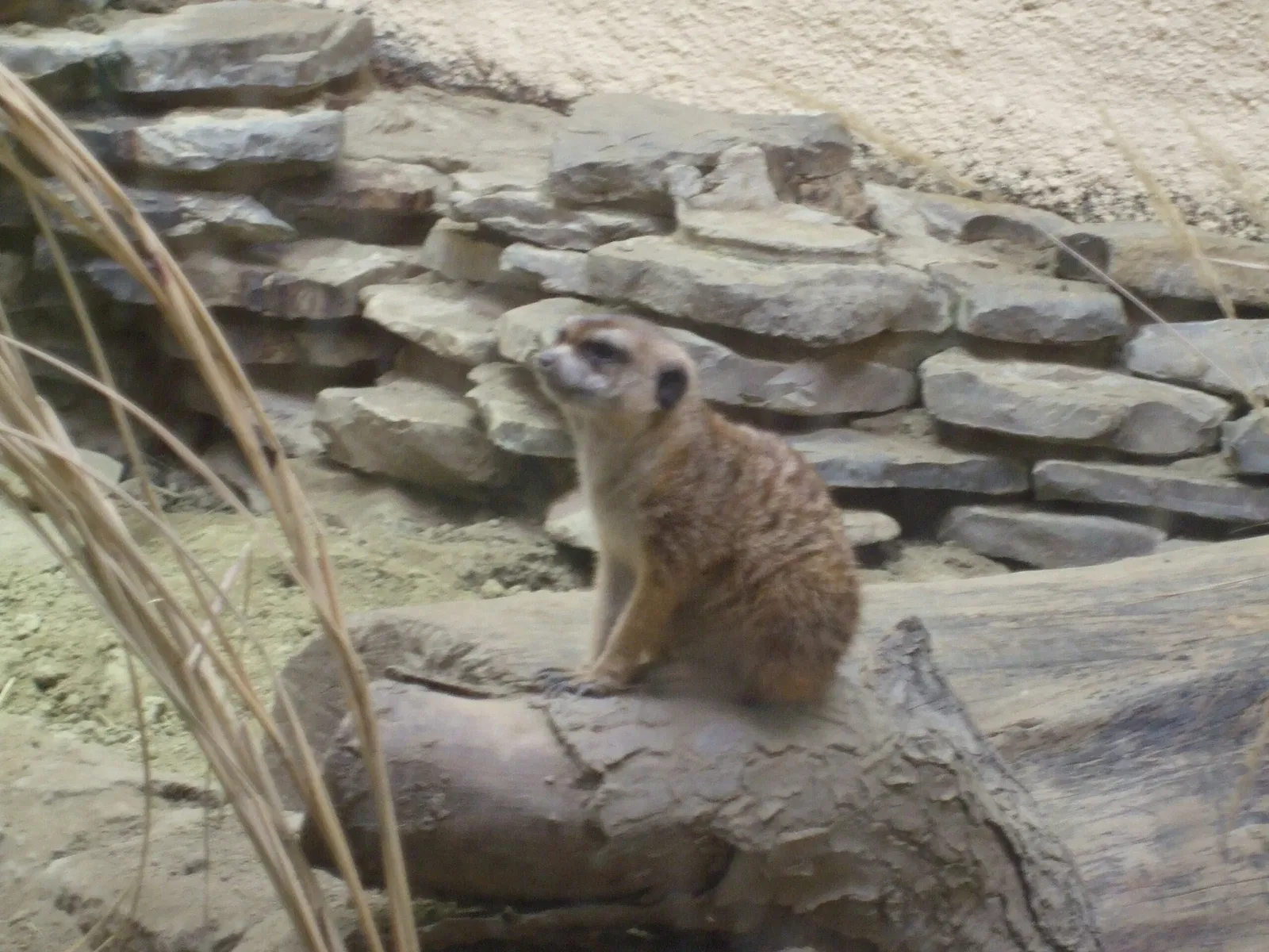 Zoológico de Búfalo
