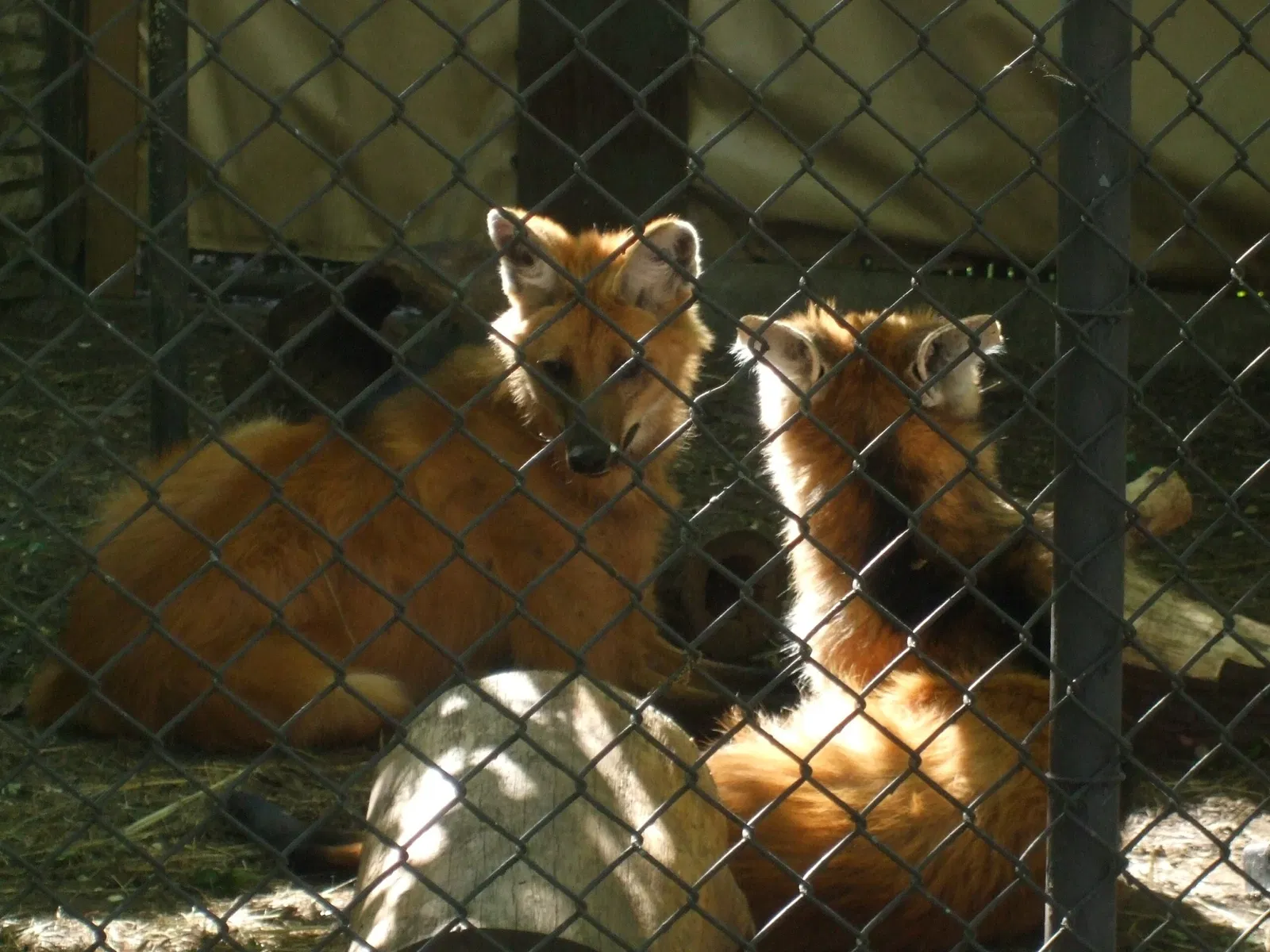 Zoológico de Búfalo