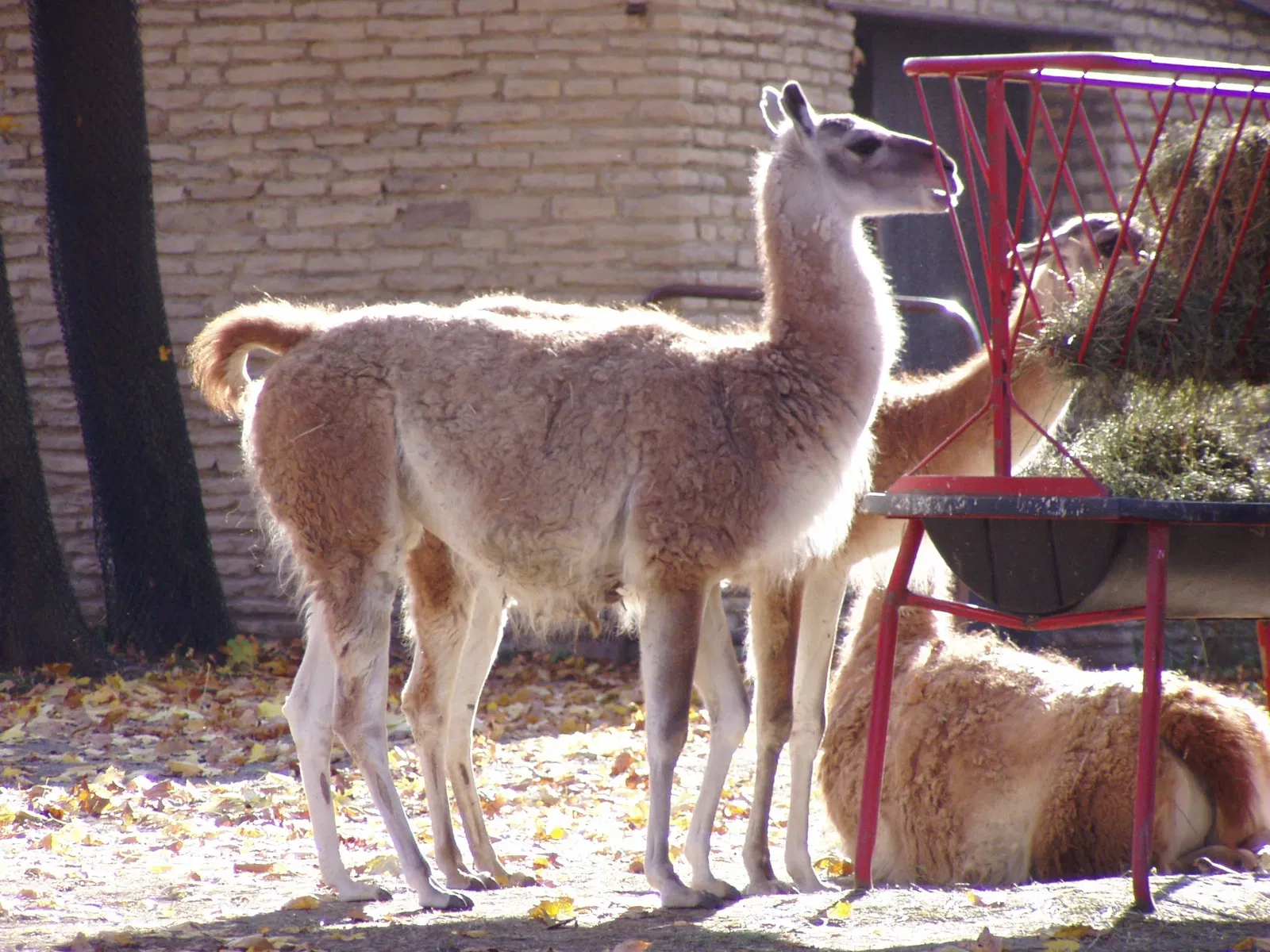 Zoológico de Búfalo
