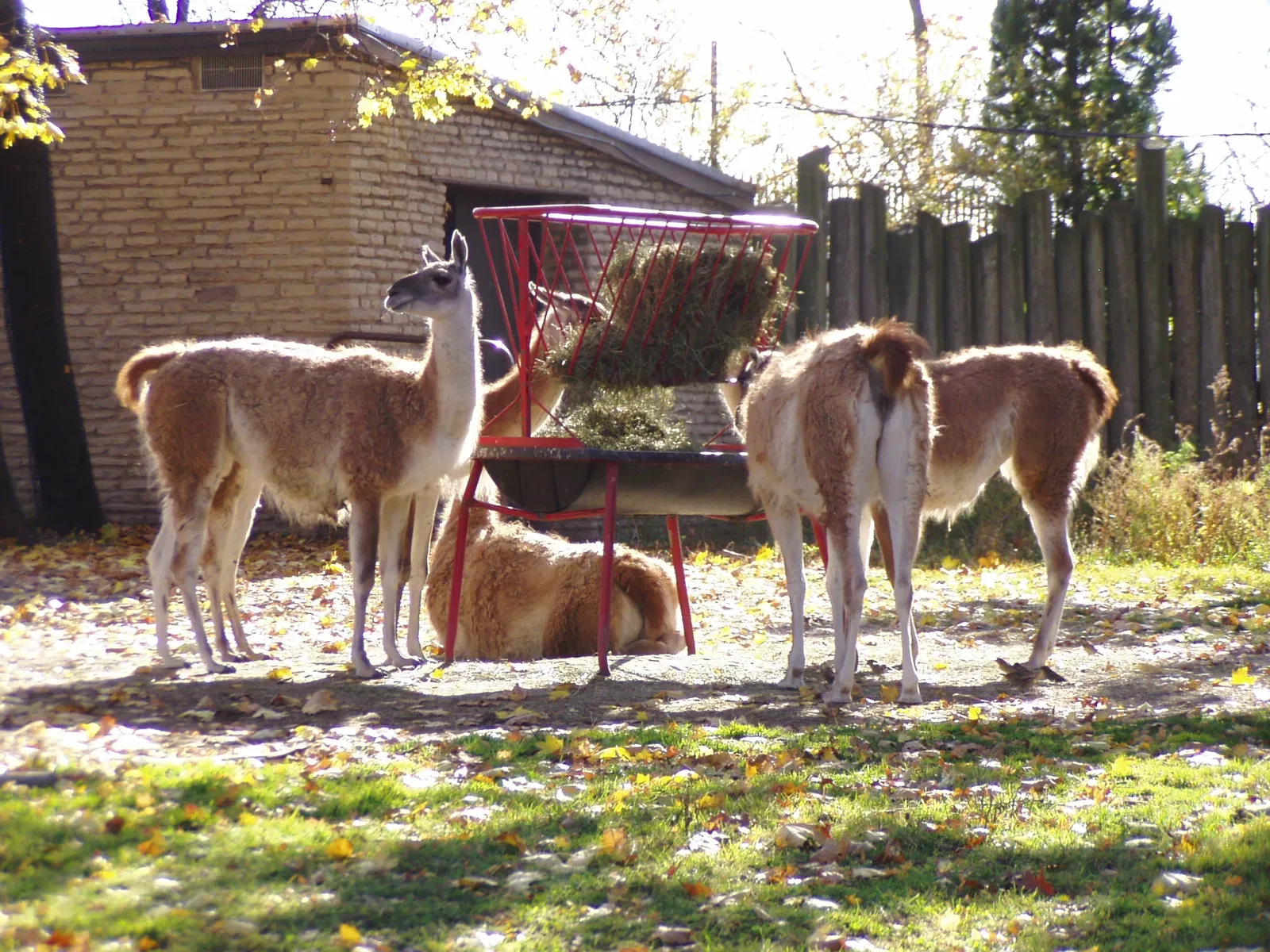 Zoológico de Búfalo